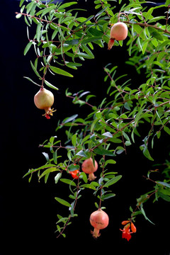 石榴 石榴树 花果同枝