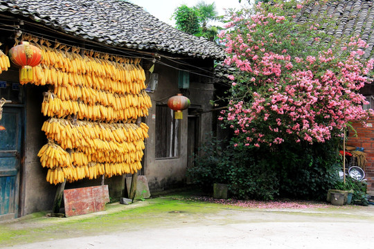 玉米 紫荆花 院坝