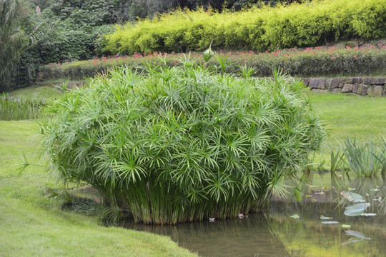 池塘水景 一丛水竹