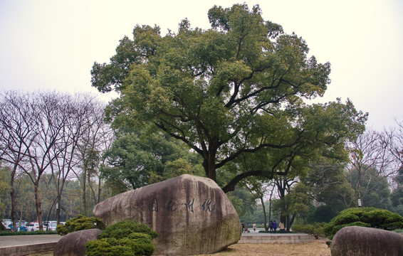 九溪烟树