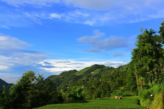 美丽茶园风景