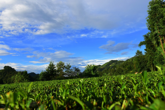 美丽茶园风景