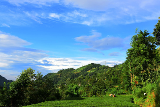 美丽茶园风景