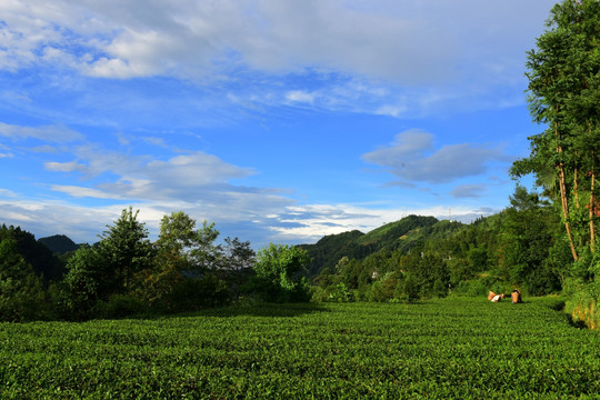 茶园生态茶叶美丽景色