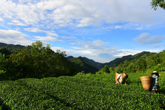 茶园生态茶叶美丽景色