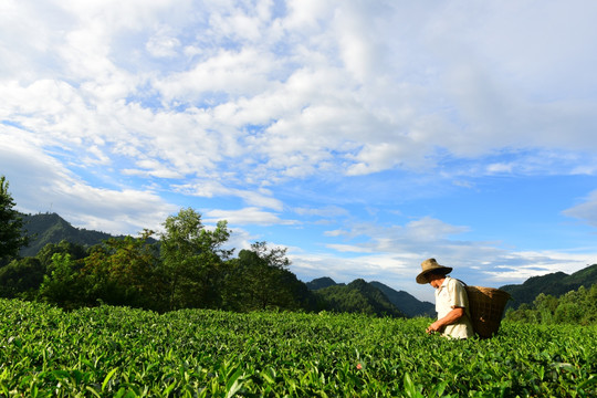 茶园生态茶叶美丽景色