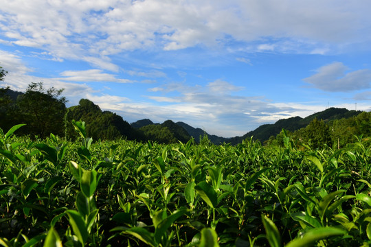 茶园生态茶叶美丽景色