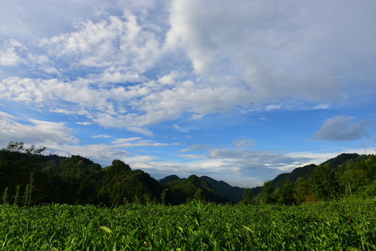 茶园生态茶叶美丽景色