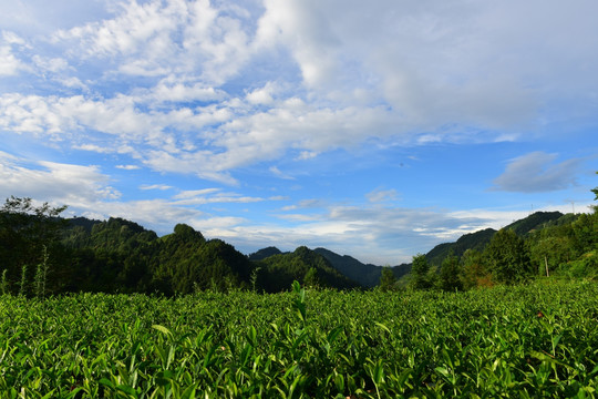 茶园生态茶叶美丽景色