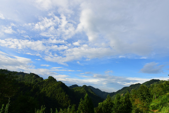 茶园生态茶叶美丽景色