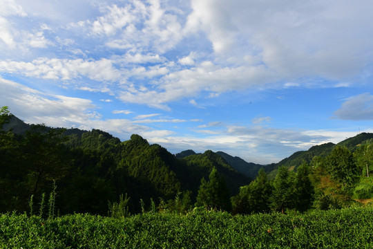 茶园生态茶叶美丽景色