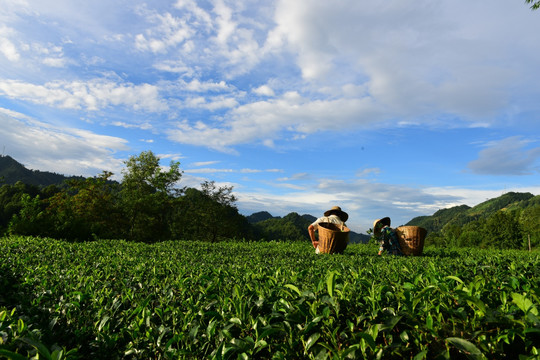 茶园生态茶叶美丽景色