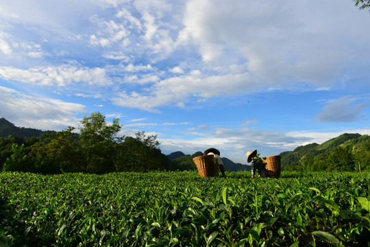 茶园生态茶叶美丽景色