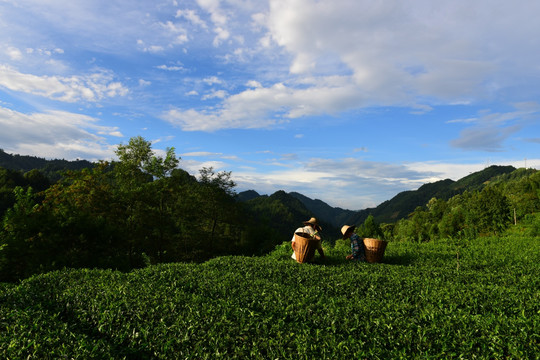 茶园生态茶叶美丽景色