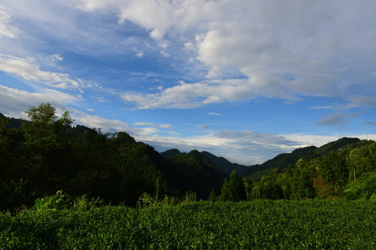茶園生態茶葉美麗景色