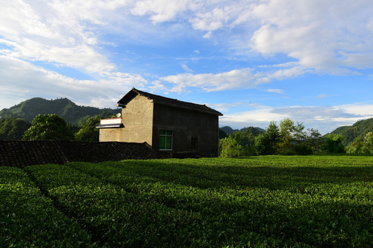 茶园生态茶叶美丽景色