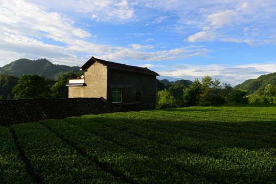 茶园生态茶叶美丽景色