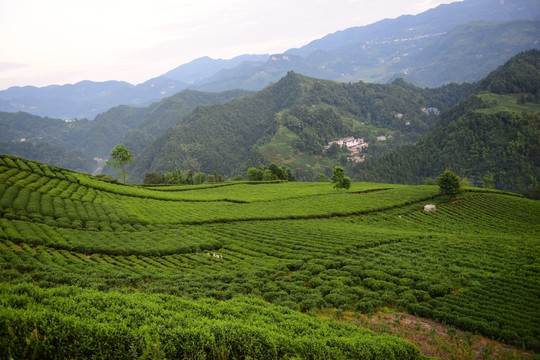 茶園生態茶葉美麗景色