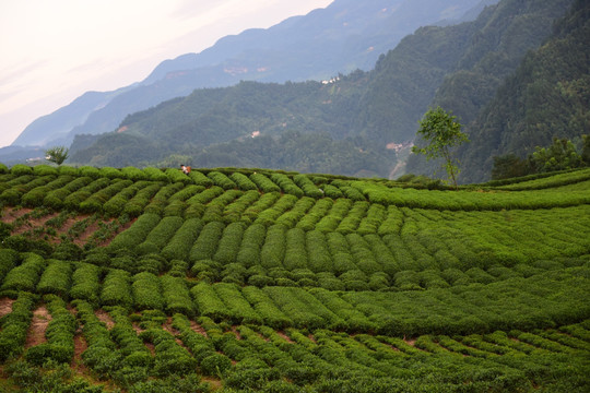 茶园生态茶叶美丽景色