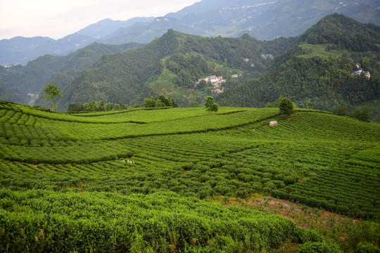 茶园茶叶美丽风景