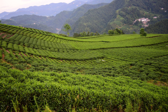 茶园茶叶美丽风景