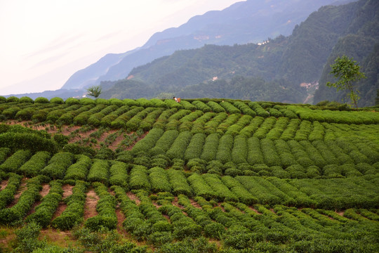 茶园茶叶美丽风景