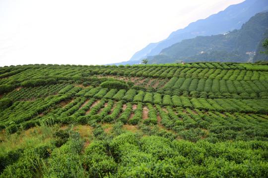 茶园茶叶美丽风景