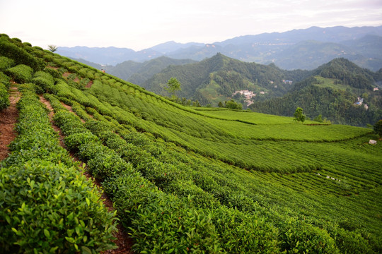 茶园茶叶美丽风景