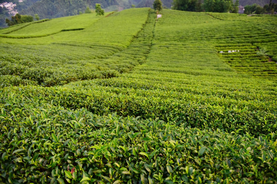 茶园茶叶美丽风景