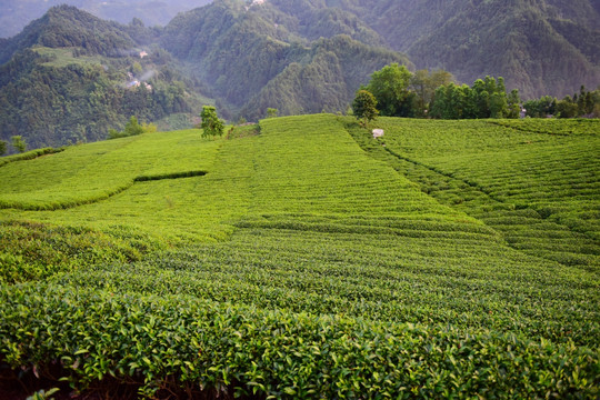 茶园茶叶美丽风景