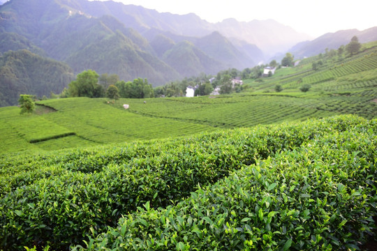 茶园茶叶美丽风景