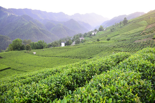 茶园茶叶美丽风景