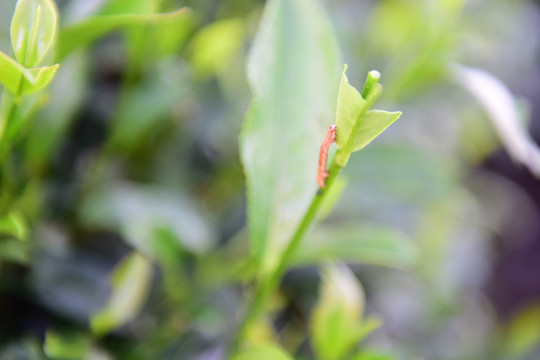 茶园茶叶美丽风景