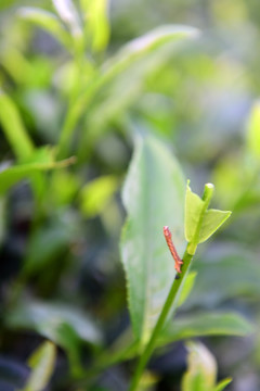 茶园茶叶美丽风景