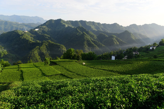 茶园茶叶美丽风景