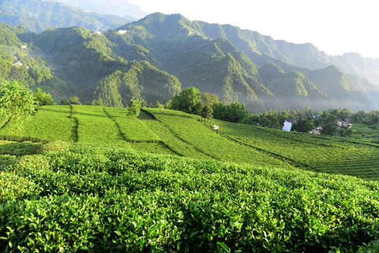 茶园茶叶美丽风景