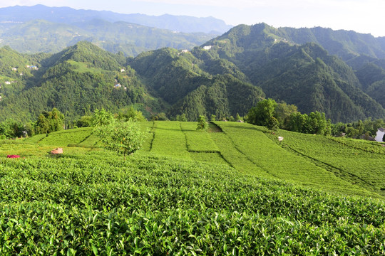 茶园茶叶美丽风景