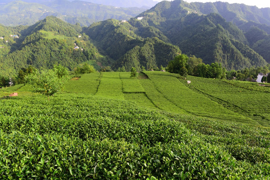 茶园茶叶美丽风景