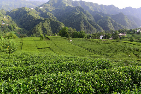 茶园茶叶美丽风景