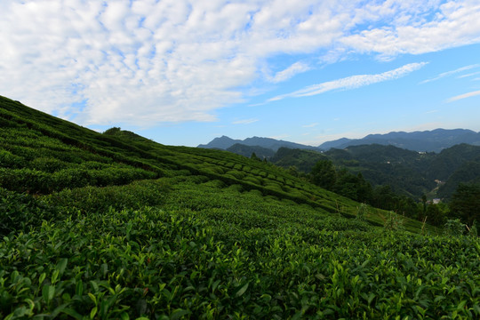 茶园茶叶美丽风景