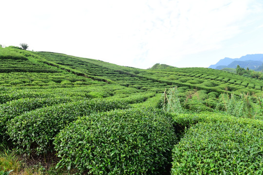 茶园茶叶美丽风景