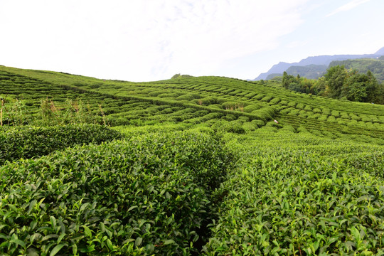 茶园茶叶美丽风景