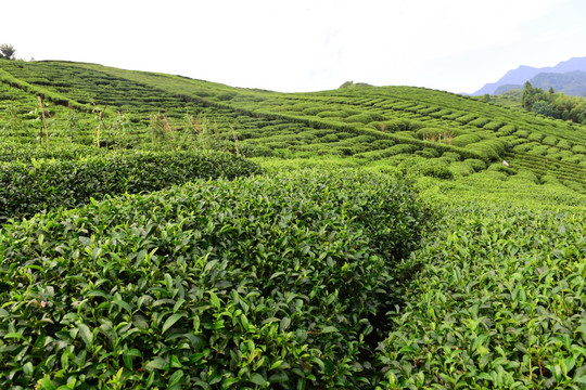 茶园茶叶美丽风景