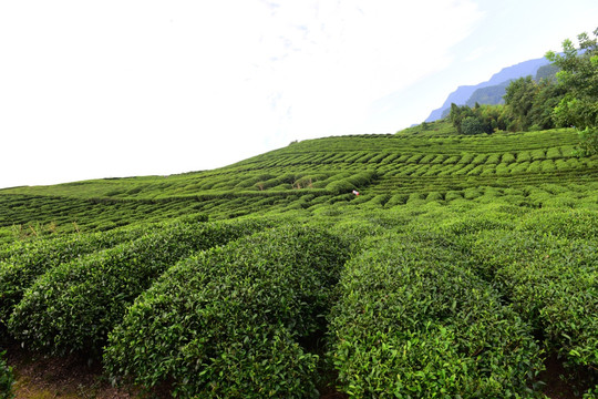 茶园茶叶美丽风景