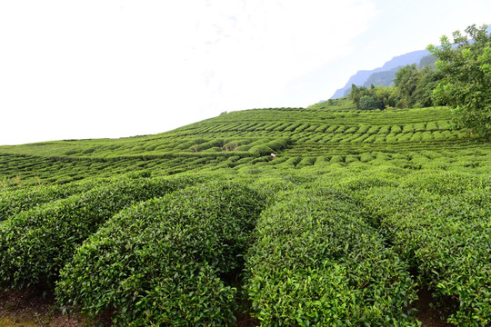 茶园茶叶美丽风景