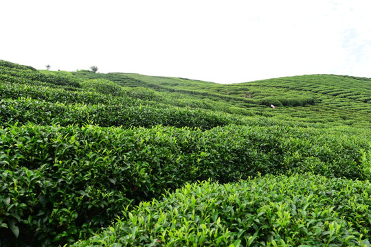 茶园茶叶美丽风景