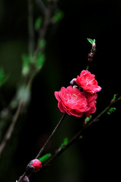 桃花特写