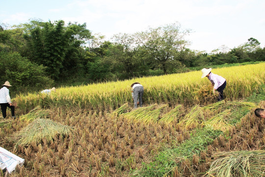 农户 收割稻谷