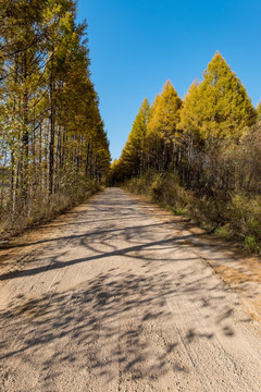 林区简易路