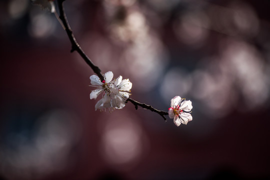 桃花